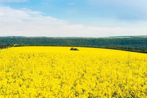Field with flowering rapeseed — Stock Photo, Image