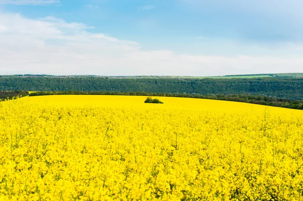 Fält med blommande raps — Stockfoto