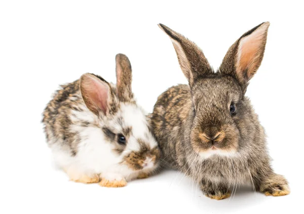 Pequeños conejos —  Fotos de Stock