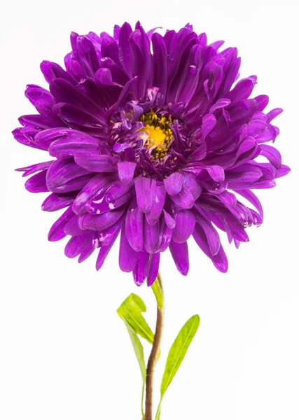 紫のアスター — ストック写真