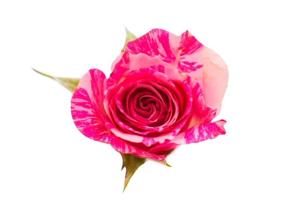 Kleine rosa Rose — Stockfoto