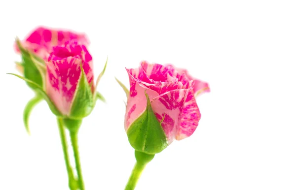 Pequenas rosas rosa — Fotografia de Stock