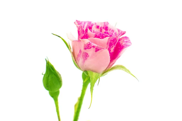 Piccola rosa rosa — Foto Stock