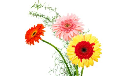 gerbera