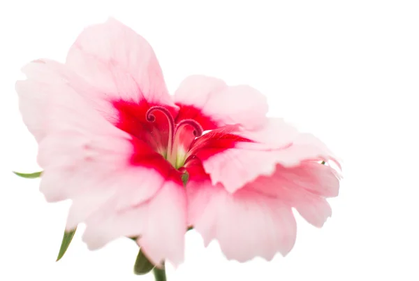 Dianthus carnation blomma — Stockfoto