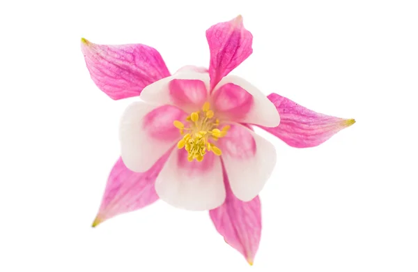 Orlik kwiat — Zdjęcie stockowe