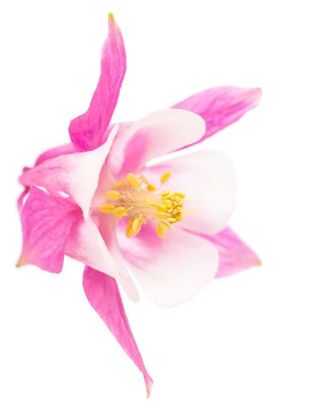 Aquilegia flower — Stock Photo, Image