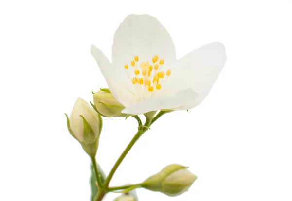 Jasmine isolated — Stock Photo, Image