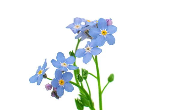 Forget-me-flowers — Stock Photo, Image