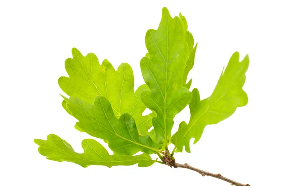 Hojas de roble verde — Foto de Stock