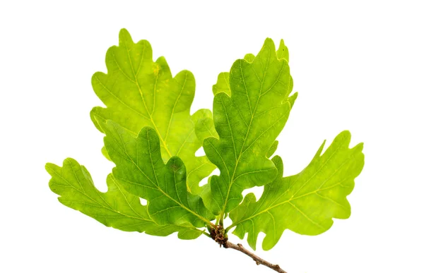 Green oak leaves — Stock Photo, Image