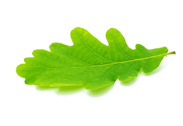 緑のオークの葉 — ストック写真