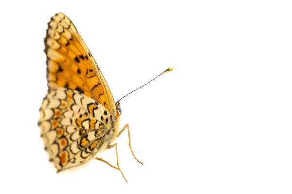 Schmetterling — Stockfoto