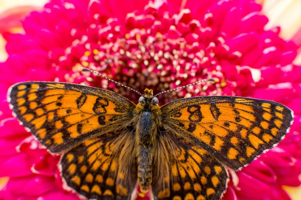 Butterfly on flower — Stock Photo, Image