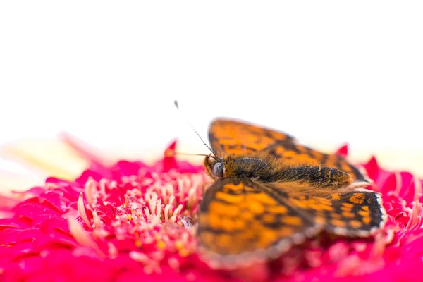 Borboleta em flor — Fotografia de Stock