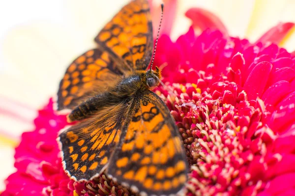 Butterfly on flower — Stock Photo, Image