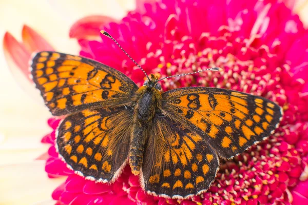 Butterfly on flower — Stock Photo, Image