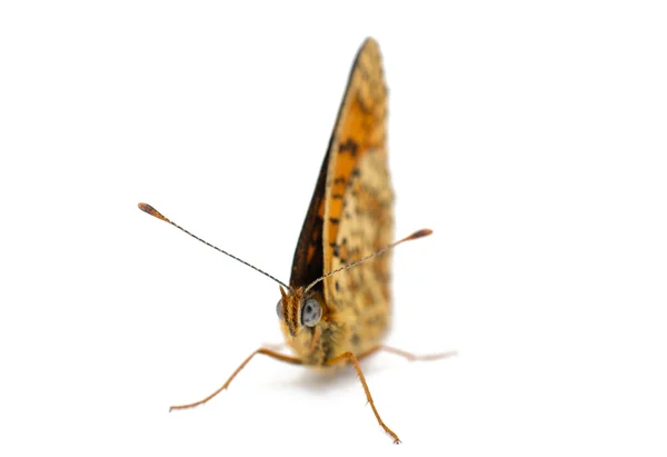 Schmetterling — Stockfoto