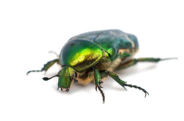 Green beetle — Stock Photo, Image