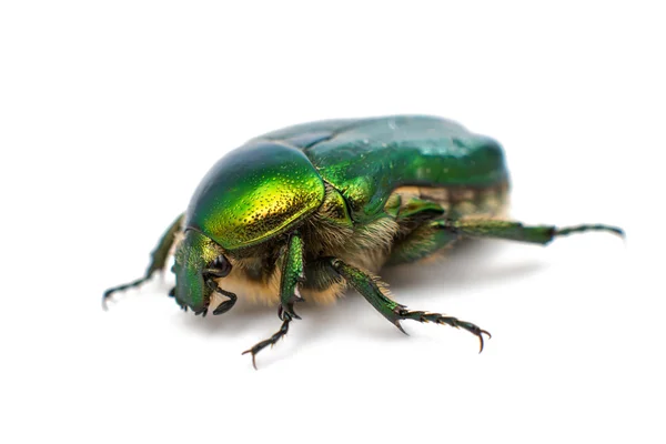 Groene kever — Stockfoto