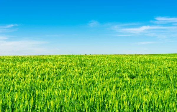 Campo de trigo verde — Fotografia de Stock