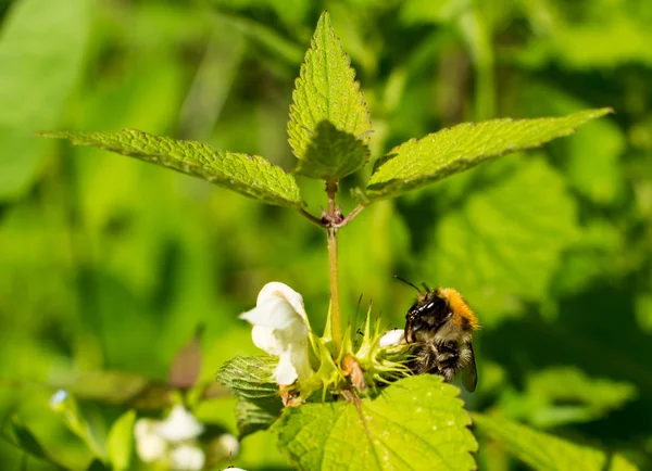 Bee on flower — Stock Photo, Image