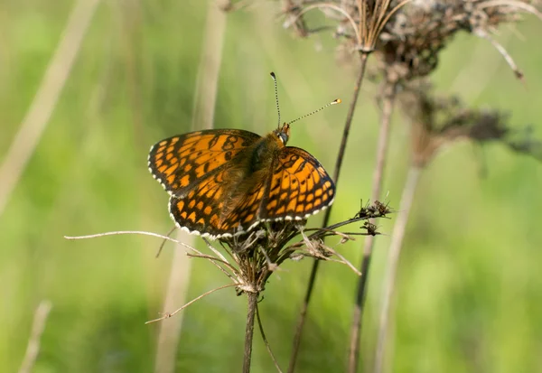 Butterfly on a flower — Stock Photo, Image