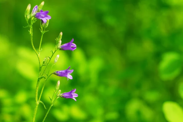 Purple bell — Stock Photo, Image