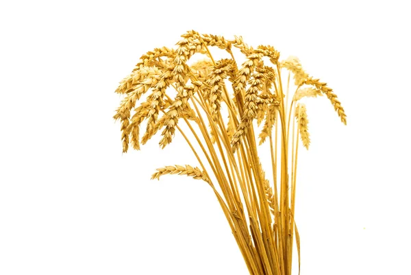 Wheat bunch — Stock Photo, Image