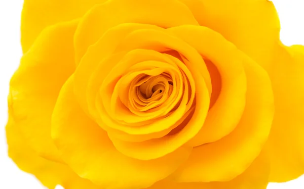 Kuning mawar — Stok Foto