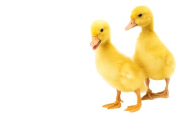 küçük ördek yavrusu