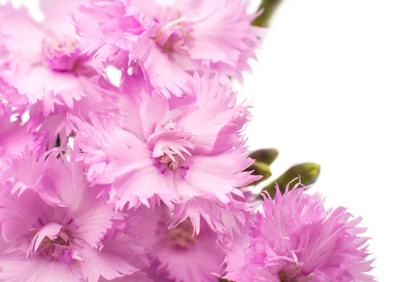 Pink carnations — Stock Photo, Image