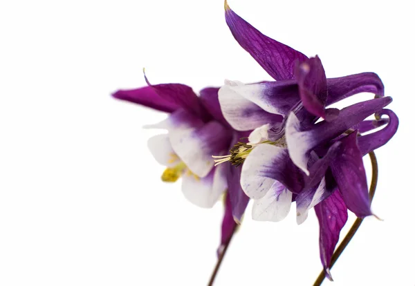 Aquilegia flores — Foto de Stock