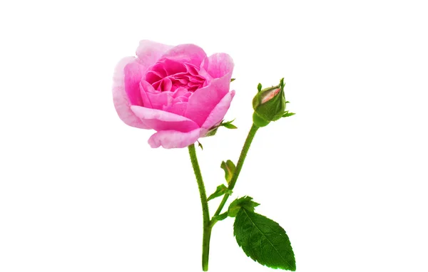 Tea rose — Stock Photo, Image