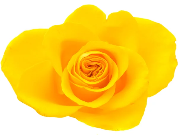 Yellow rose — Stock Photo, Image