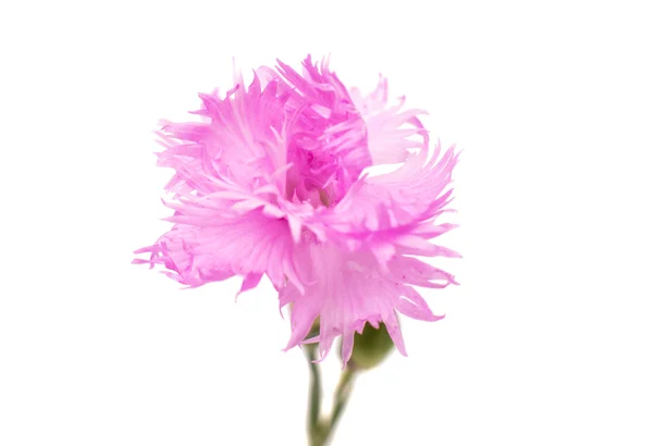 Pink carnation — Stock Photo, Image