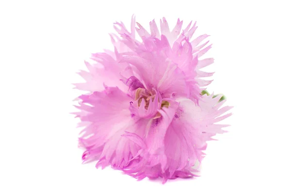 Pink carnation — 图库照片