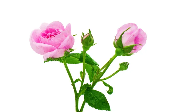 Rosa de té — Foto de Stock