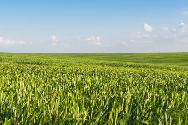 Campo de trigo — Fotografia de Stock