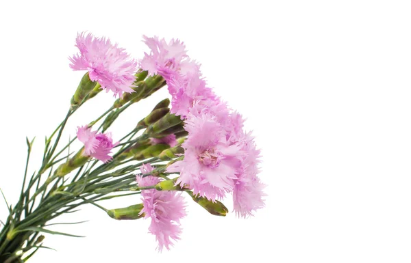 Pink carnation — Stock Photo, Image