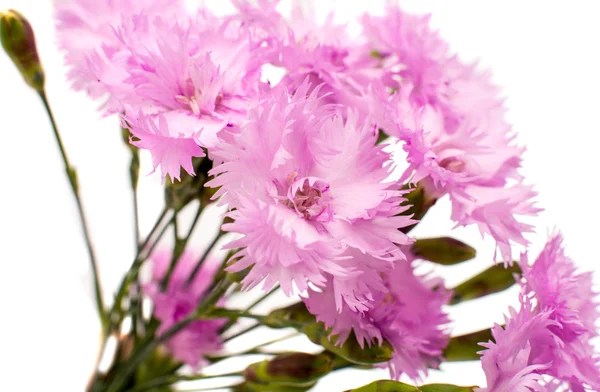 Rosa Nelken — Stockfoto