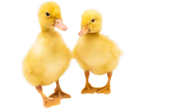 Little ducklings — Stock Photo, Image