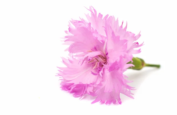 Różowy Goździk — Zdjęcie stockowe