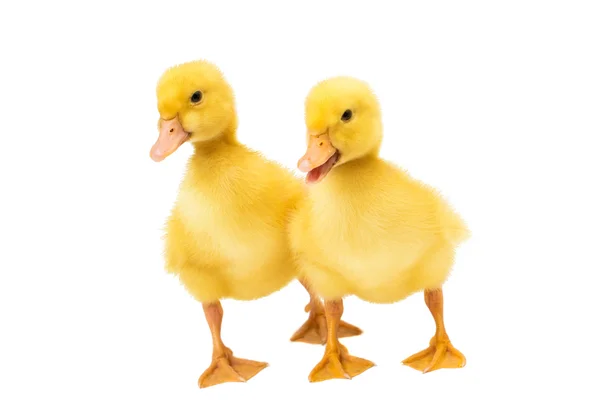 Little ducklings — Stock Photo, Image