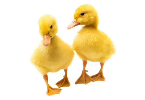 Little ducklings — Stock Photo, Image