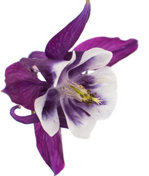 Aquilegia květ — Stock fotografie