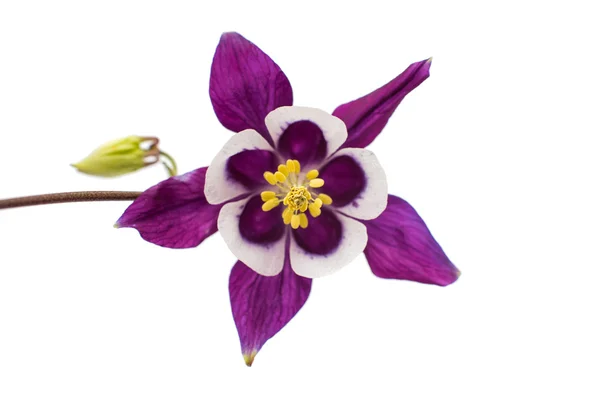 Aquilegia flor — Foto de Stock