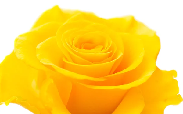 Yellow rose — Stock Photo, Image