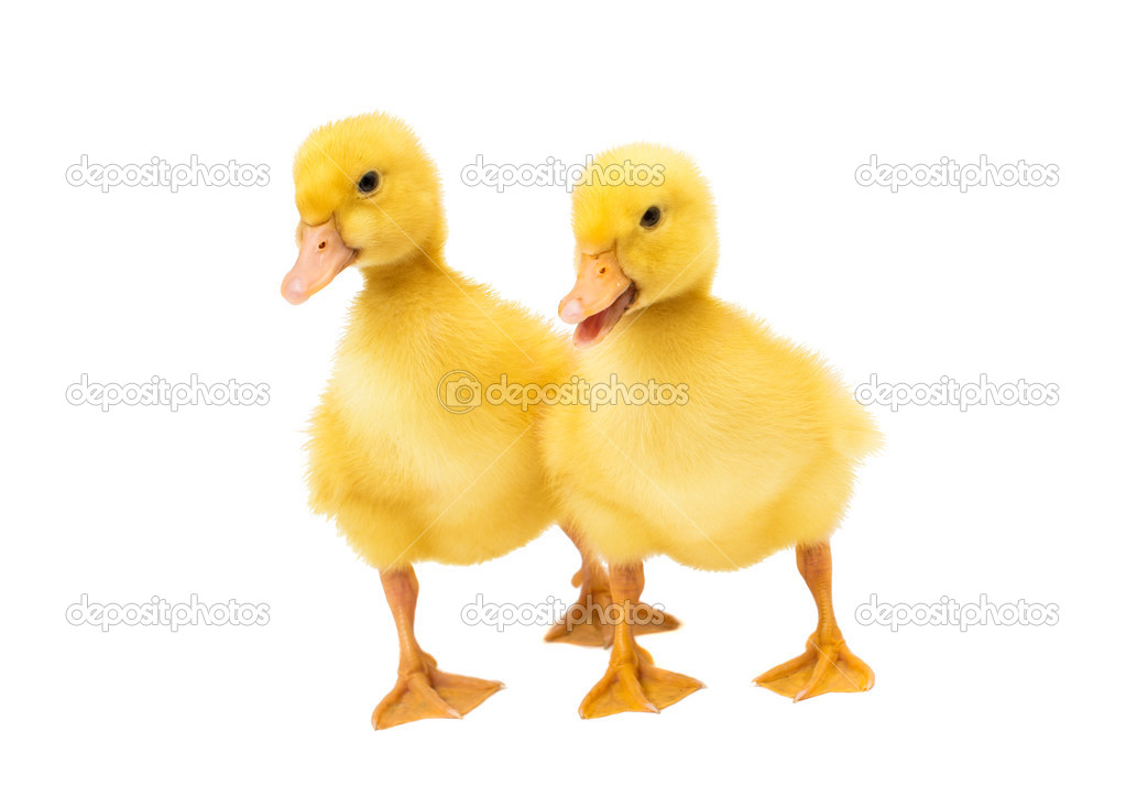 Little ducklings