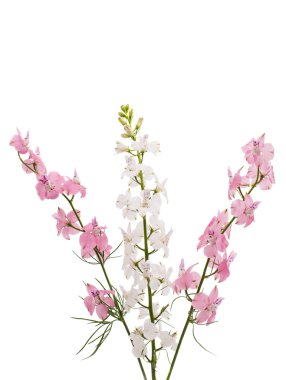 kır çiçekleri izole 